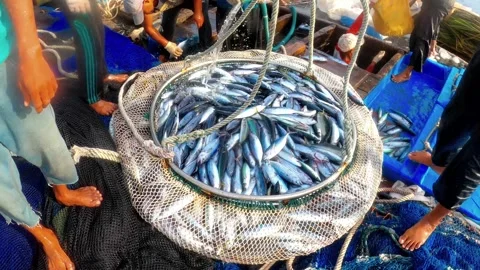 The Fisherman caught fish in nets. Industry thrives on caught fish in nets. 스톡 동영상 280328076