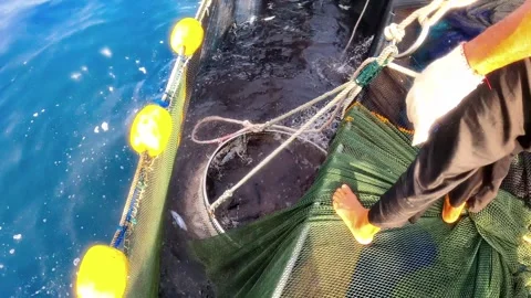 The Fisherman caught fish in nets. Industry thrives on caught fish in nets. 스톡 동영상 280328121