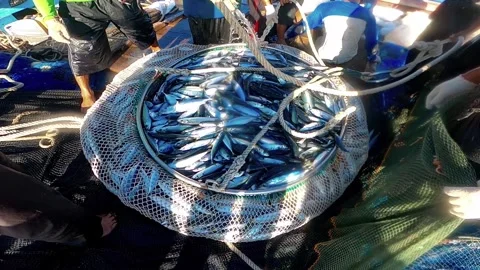 The Fisherman caught fish in nets. Industry thrives on caught fish. 스톡 동영상 280328166