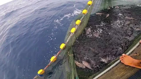 The Fisherman caught fish in nets. Industry thrives on caught fish. 库存影片 280328276