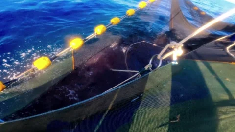The Fisherman caught fish in nets. Industry thrives on caught fish in nets. 스톡 동영상 280328298
