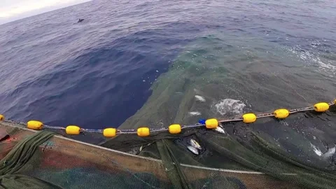 The Fisherman caught fish in nets. Industry thrives on caught fish. Vidéo 280328370