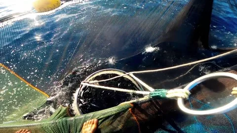 The Fisherman caught fish in nets. Industry thrives on caught fish. 库存影片 280328382