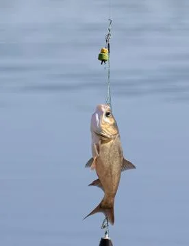 The fisherman caught the fish, pulled it out of the water. The fish is hang.. Stock-Fotos
