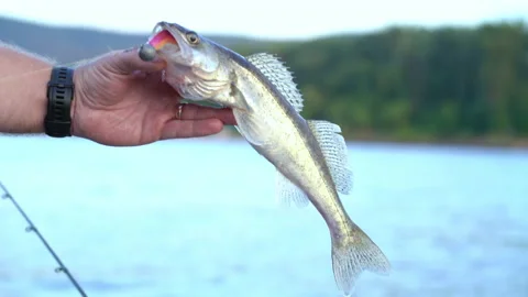 The fisherman caught a pike perch on a jig Stock Footage 201826372