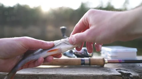 The fisherman caught a predatory fish with a light rod. Stock Footage 304976971