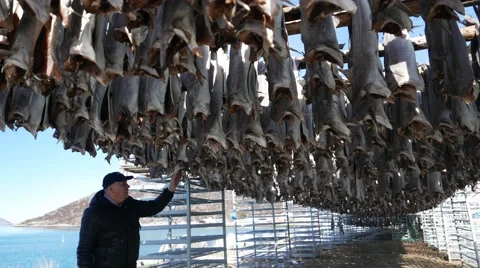 A fisherman checks dried cod. Stock Footage 62366075