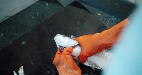 Fisherman cleaning caught fish Stock Footage 161194299
