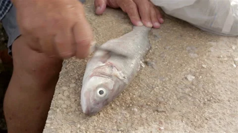 Fisherman cleaning fish Stock Footage 41471516