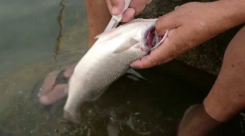 Fisherman cleaning fish Stock Footage 41471521