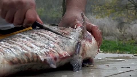Fisherman cleaning a fish Stock Footage 101171450