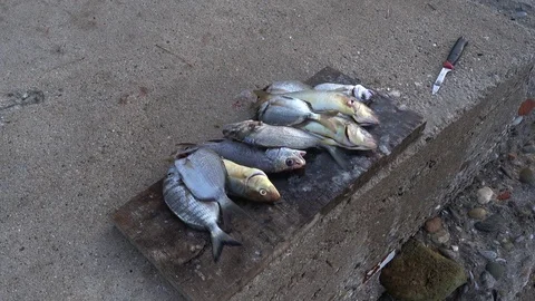 The fisherman cleans the fish at the seaside Stock Footage 80788014