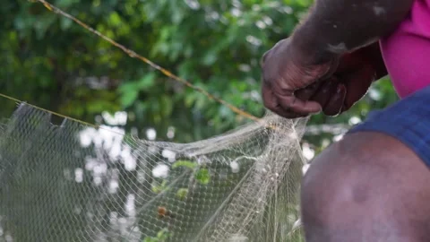 Fisherman collecting fish from the net Stock Footage 319929634