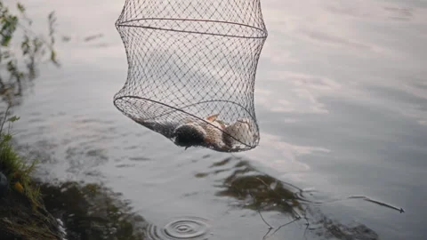 The fisherman demonstrates the catch of the carp caught the day before and 库存影片 337121668