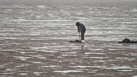 Fisherman digging on mud flats for worms to use as bait. Stock Footage 120350840