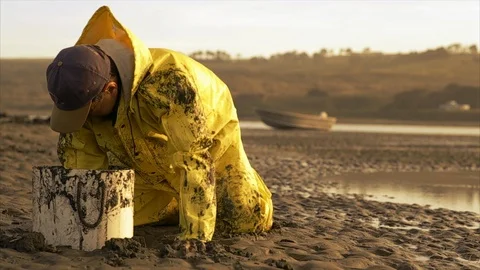 Fisherman digs with his hands for shellfish. Stock Footage 88369184