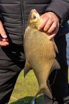 Fisherman Displaying Large Bream Trophy Close Up 写真素材