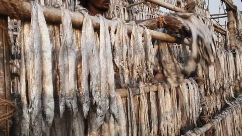 Fisherman drying fish in Mumbai. Stock Footage 87288241