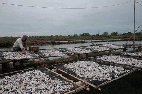 Fisherman drying the fish Stock Photos