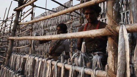 Fisherman drying fish in the sun on the Versova beach in Mumbai. Stock Footage 87288447