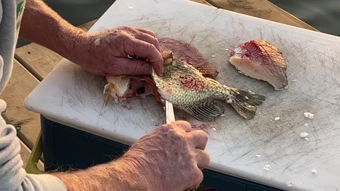 Fisherman filets a crappie at the dock Stock Footage 273176483