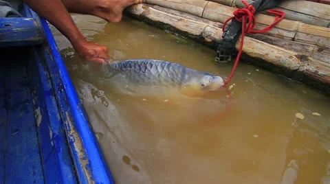 Fisherman Stock Footage 25239347