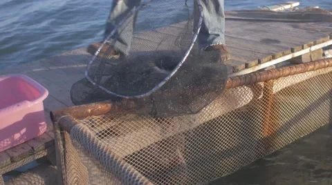 Fisherman gathering fish from the net Stock Footage 62402766