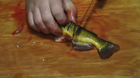 Fisherman hands with knife hacking cat fish Stock Footage 36004729