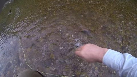Fisherman hands take hook out of spotted trout release fish Stock-Footage 101756120
