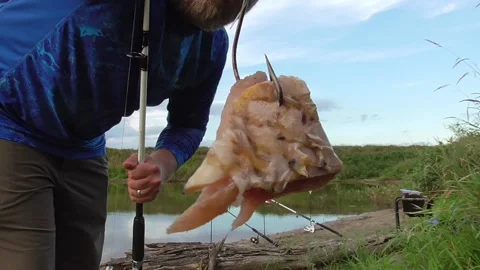 Fisherman Holding Fish Hook with Bait - Catfish Fishing Pond Lake Angling Video stock 148588037