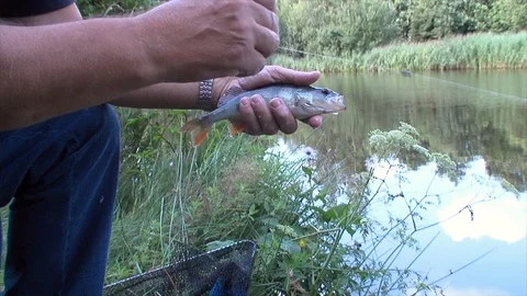 Fisherman holding fresh caught perch fish in his hands at a pond Stock Footage 87201758