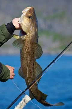 Fisherman holding large Atlantic cod Stock Photos