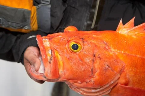 Fisherman holding a red orange rockfish Foto stock