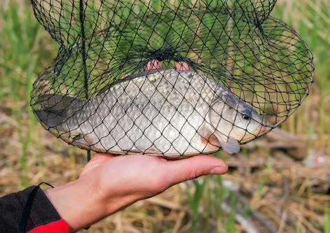 The fisherman keeps the caught carp in the net. Fish in the cage. Summer Stock Photos