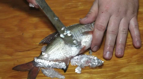 Fisherman with knife cleaning fish Stock Footage 36005171