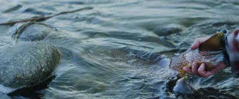 Fisherman leaving trout in river Stock Footage 68494601