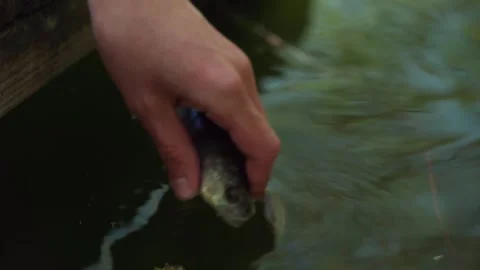 A fisherman lets go of a small fish he has caught. Stock Footage 241178226