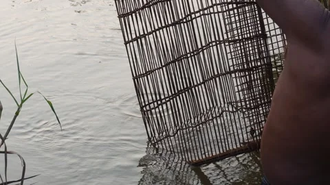 Fisherman Lifting Bamboo Trap 스톡 동영상 329382658