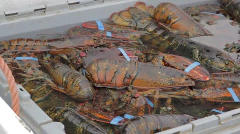 Fisherman lobster catch Stock Footage 25488560