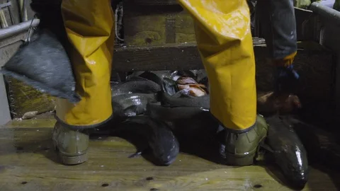 Fisherman manipulating with caught fish with his feet on wooden deck, USA Stock Footage 138891514