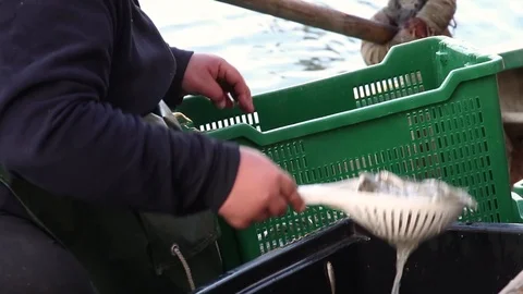 Fisherman moves fish Video stock 87543752