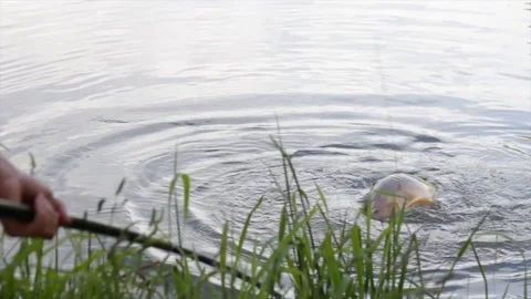 Fisherman nets fish (carp) in a lake Stock Footage 112017656