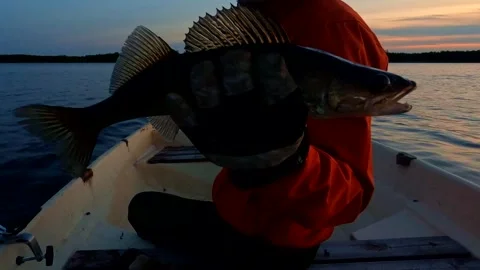 Fisherman in an orange jacket showing a small zander in his one hand Video stock 244404478