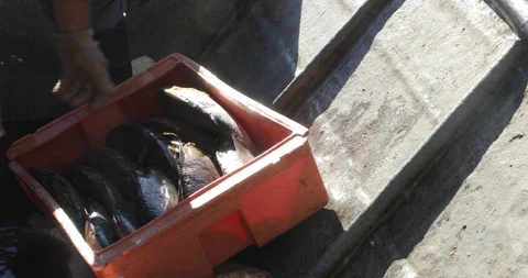 Fisherman ordering fresh fish at container inside boat and gives it to other man 库存影片 119070600