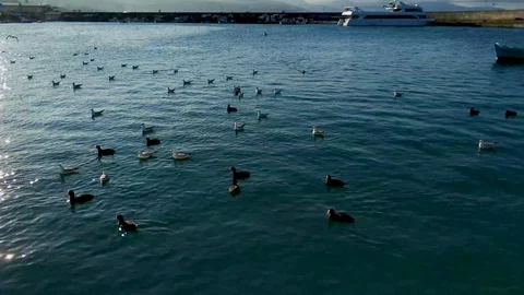 Fisherman passing between seagull and phalacrocorax Stock Footage 99352273