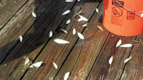 Fisherman picks up bait on a dock 스톡 동영상 30436870