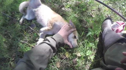 Fisherman plays with dog Stock-Footage 67986783