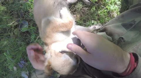 Fisherman plays with dog Stock Footage 67986824