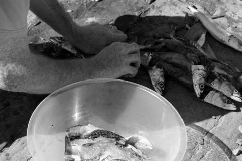 Fisherman preparing catch of mackerel Stock Photos