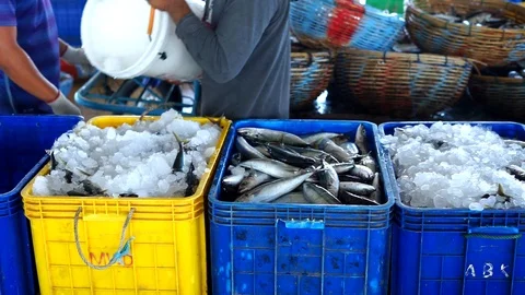 Fisherman Processing Fresh Sardines into Box container Video stock 108029352
